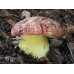 Мицелий Боровика королевского / Болет королевский (Boletus regius)